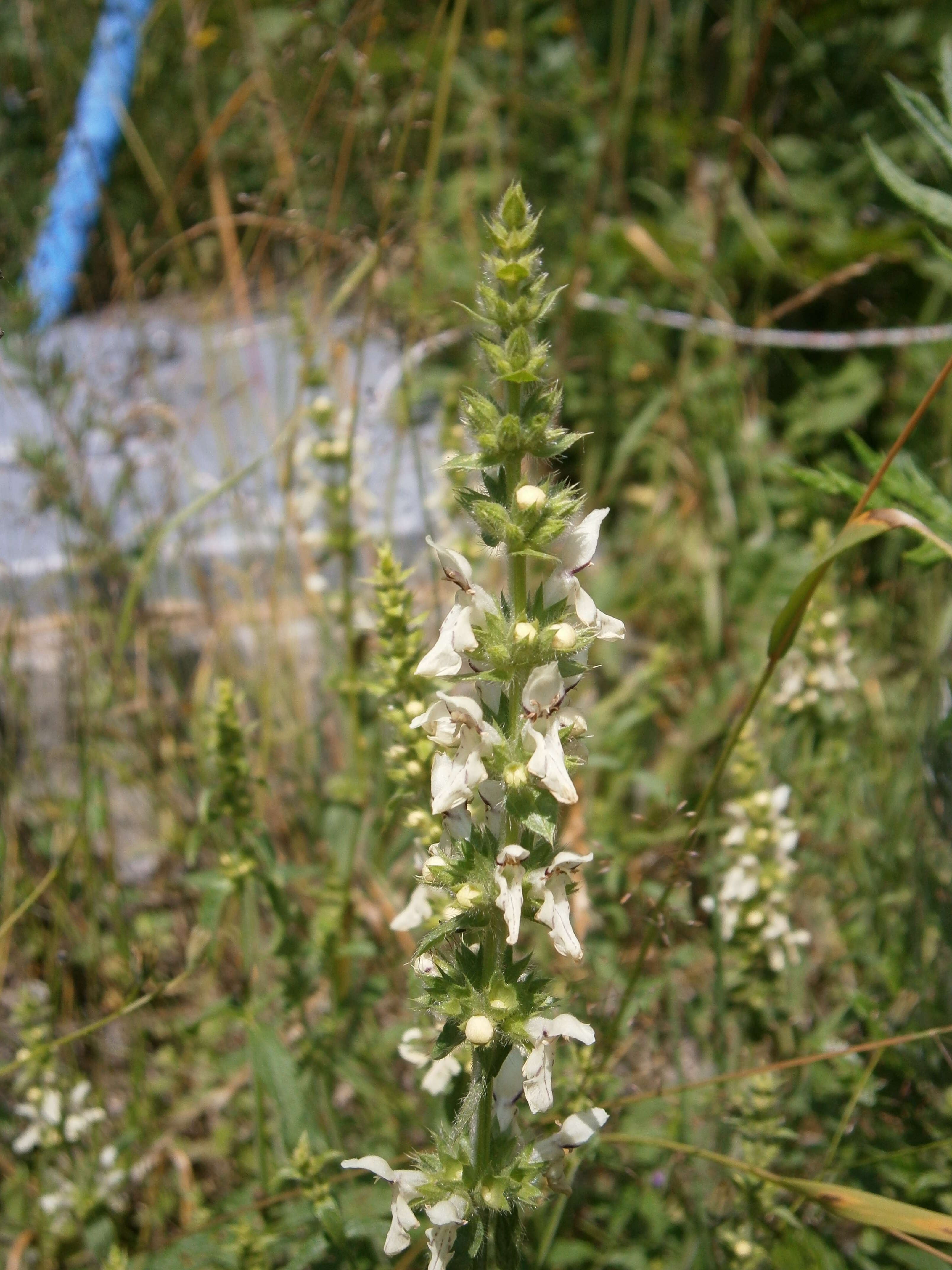 Image of stiff hedgenettle