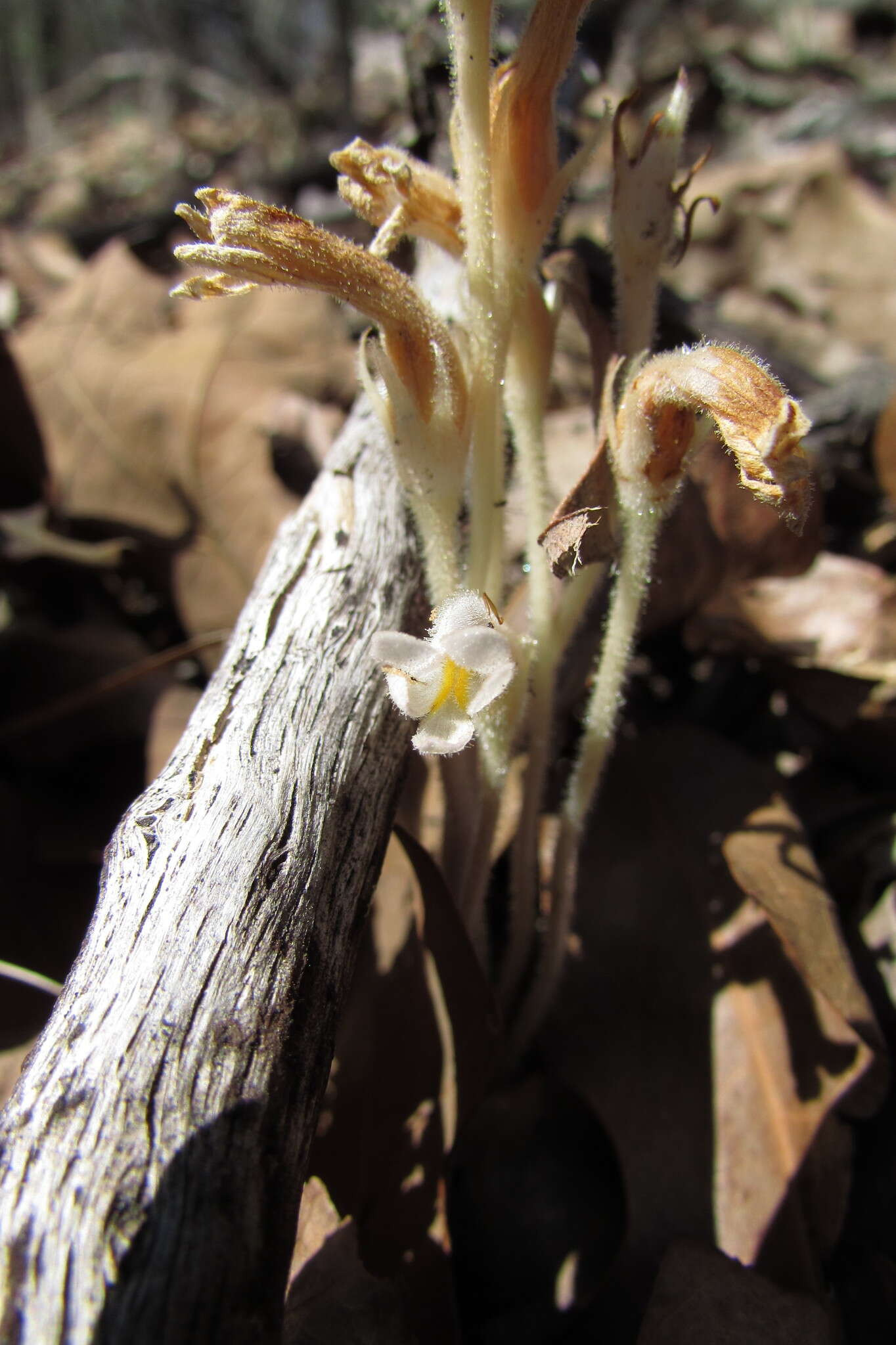 Image de Aphyllon uniflorum (L.) Torr. & A. Gray