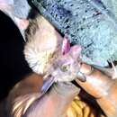 Image of African Long-tongued Fruit Bat