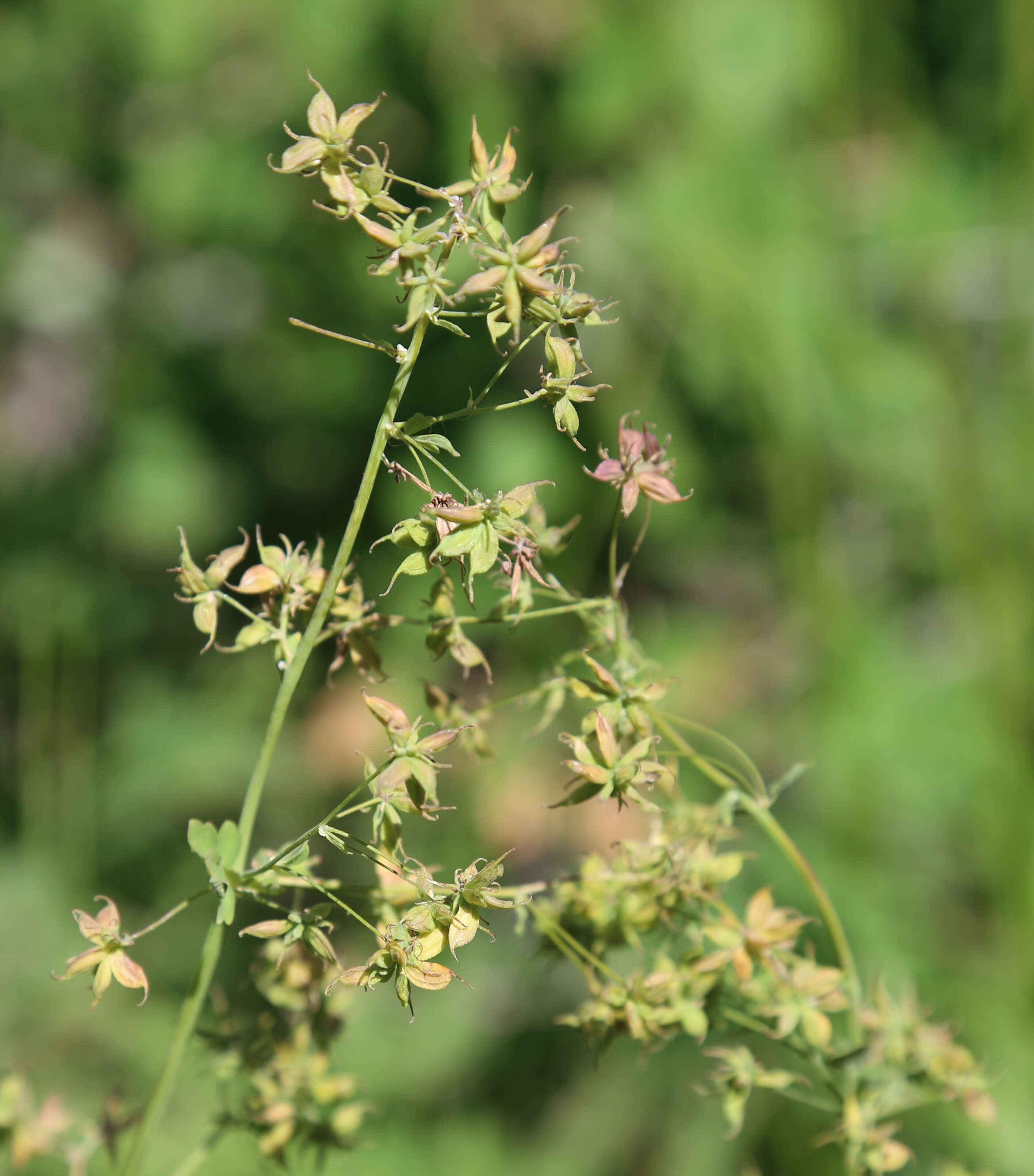 Image of Fendler's meadow-rue