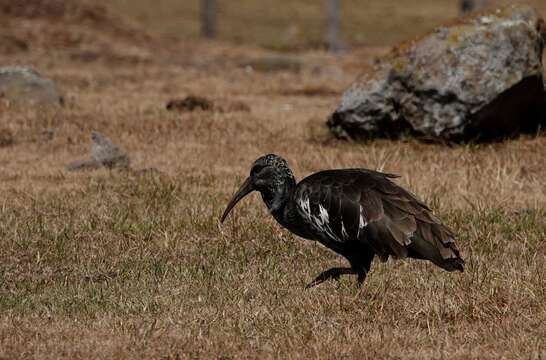 Image of Wattled Ibis