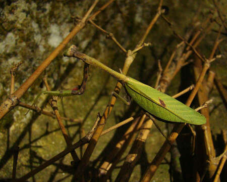 Image of Parastagmatoptera