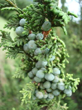 Image de <i>Juniperus <i>monticola</i></i> f. monticola