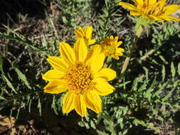 Image of Hooker's balsamroot