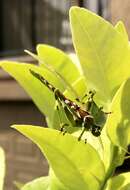 Image of Creosote Bush Katydid