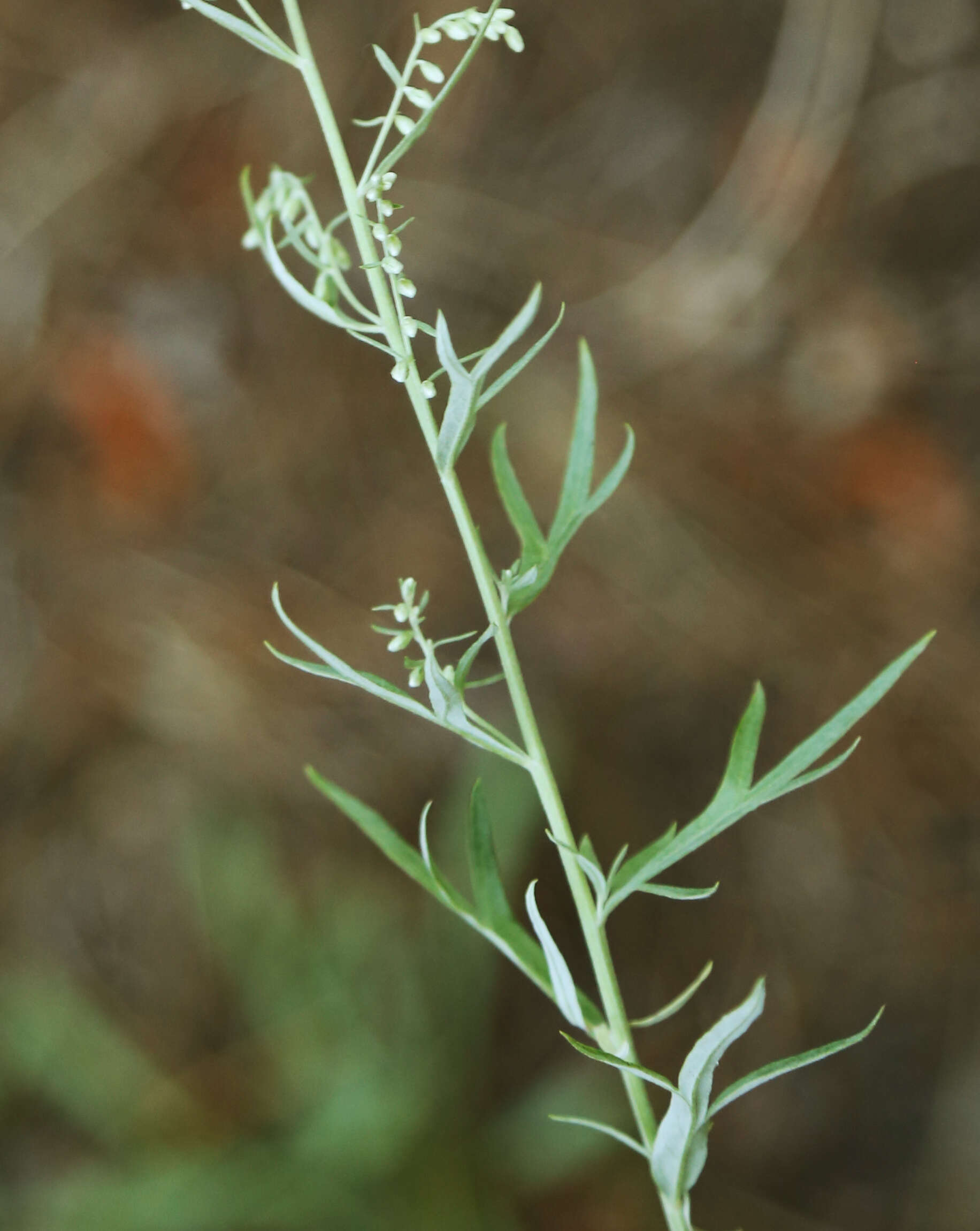 Image of white sagebrush