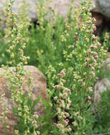 Image of white sagebrush