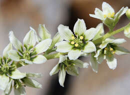 صورة Veratrum californicum Durand