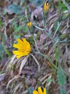 Imagem de Hieracium bifidum Kit.