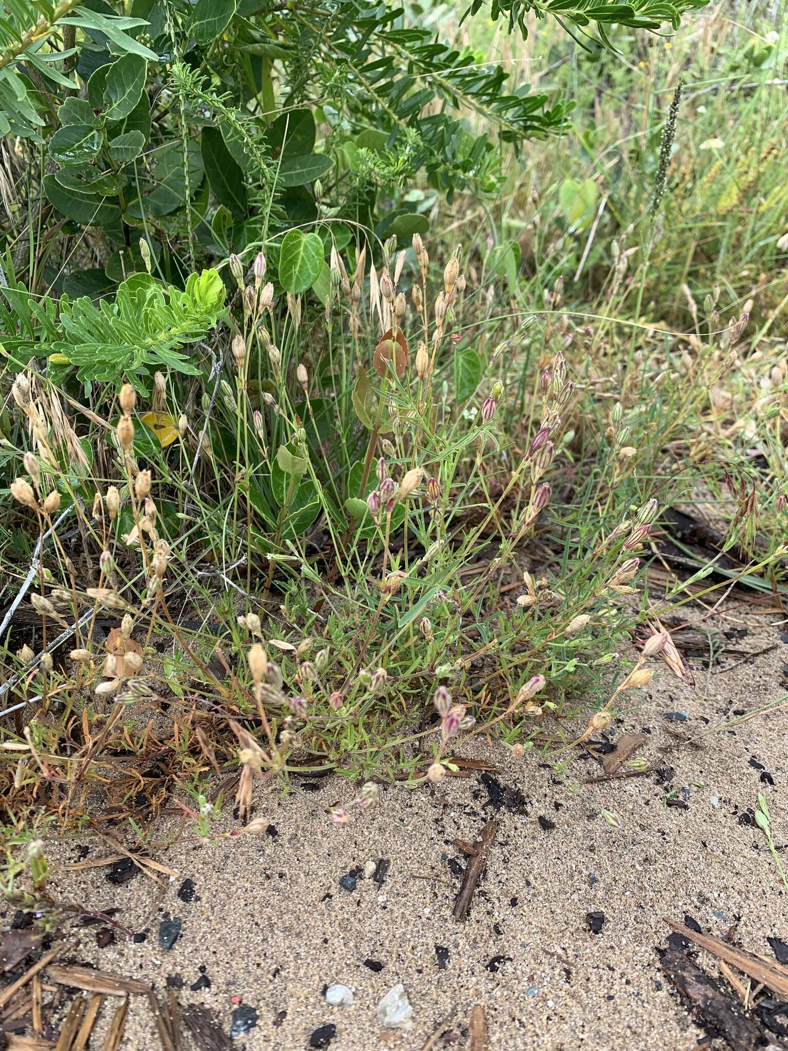 Слика од <i>Silene aethiopica</i>