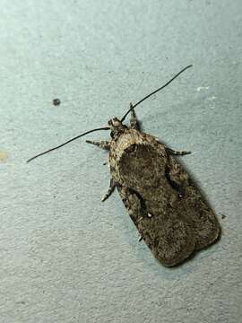 Image of Agonopterix curvilineella Beutenmüller 1889