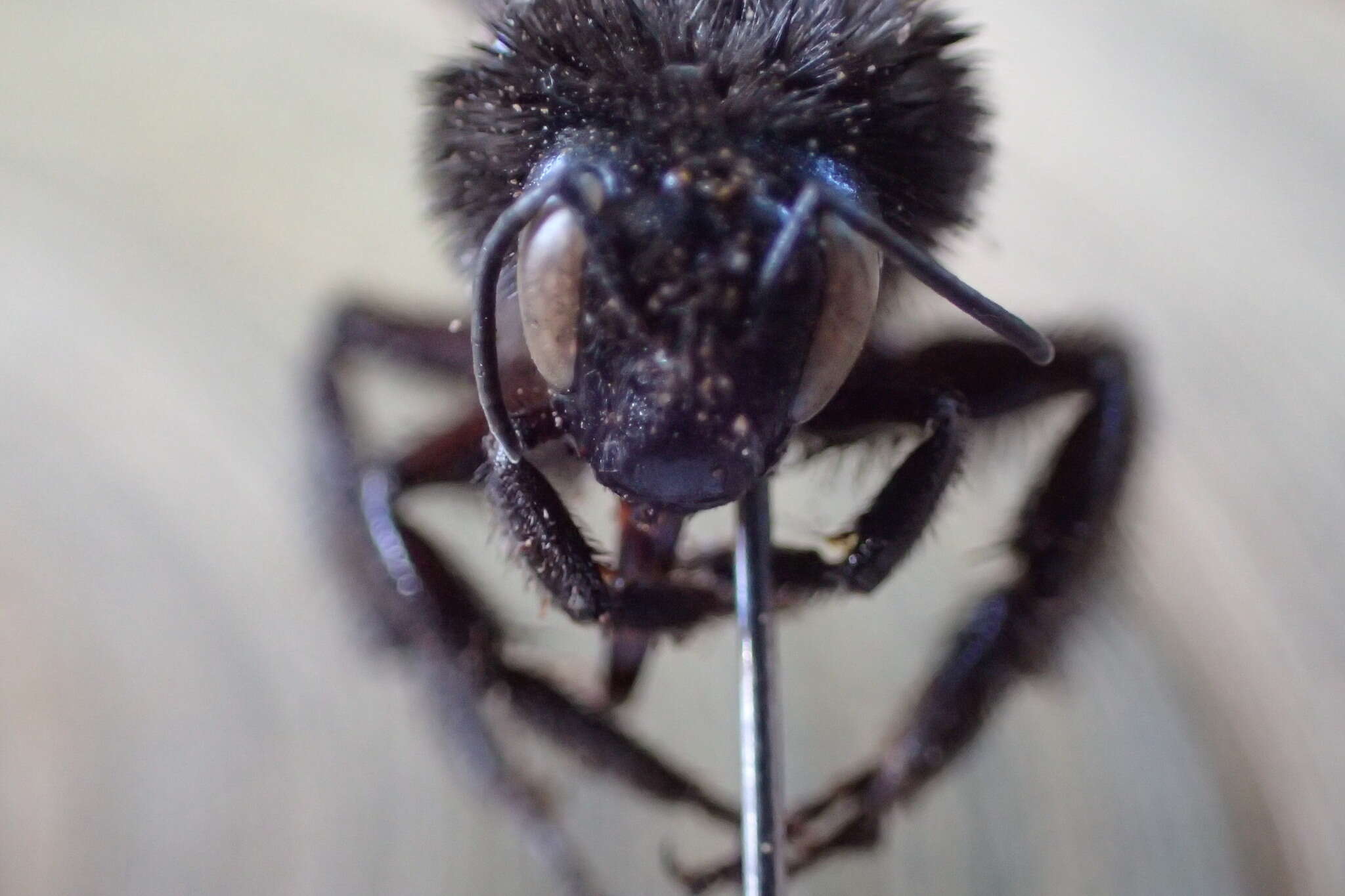 Image of Bombus mexicanus Cresson 1879