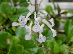 Image de Plectranthus verticillatus (L. fil.) Druce