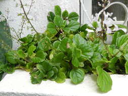 Image de Plectranthus verticillatus (L. fil.) Druce