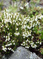 Imagem de Cassiope ericoides (Pall.) D. Don