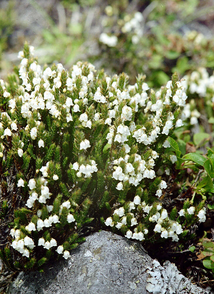 Imagem de Cassiope ericoides (Pall.) D. Don