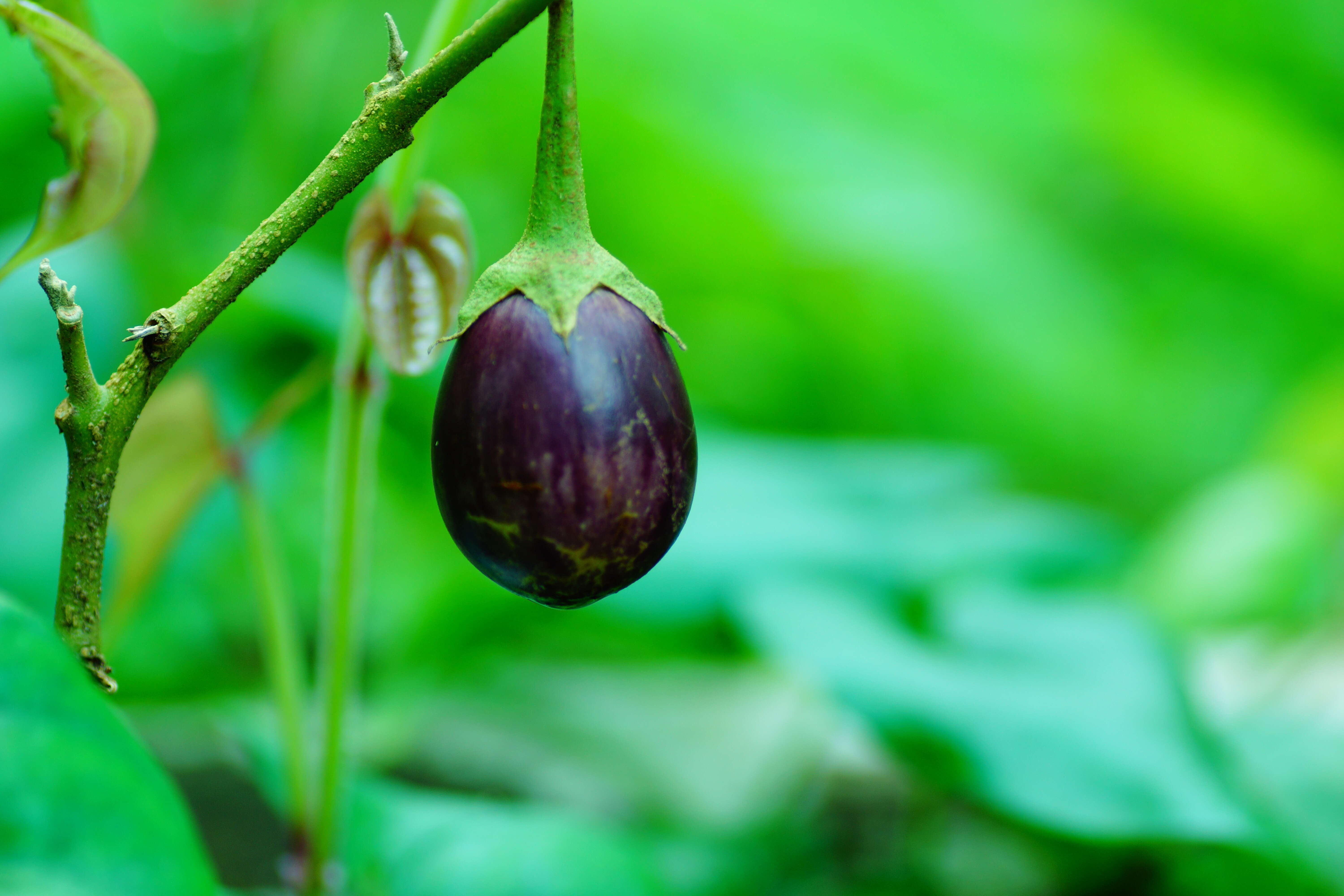 Image of eggplant