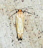 Image of <i>Eucosma grindeliana</i>