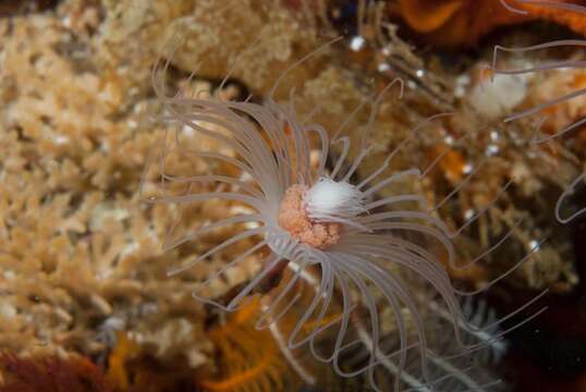 Image of pinkmouth hydroid