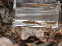 Plancia ëd Etheostoma zonistium Bailey & Etnier 1988