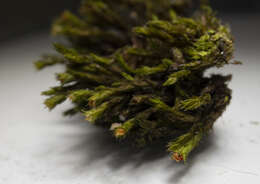 Image of schistidium moss