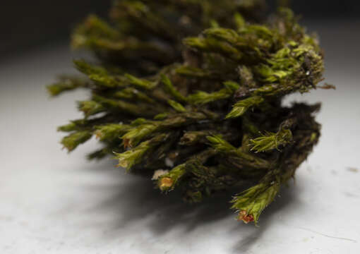 Image of schistidium moss