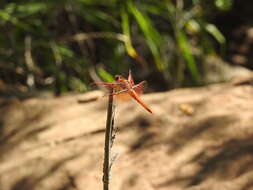 Image of Flame Skimmer