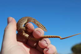 Imagem de Varanus acanthurus Boulenger 1885