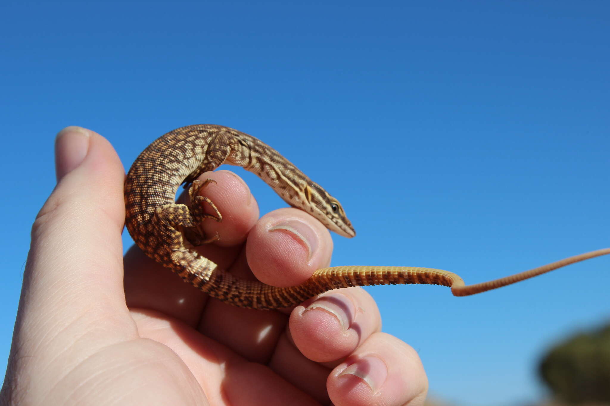 Imagem de Varanus acanthurus Boulenger 1885