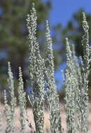 Imagem de Artemisia tridentata (Nutt.) W. A. Weber