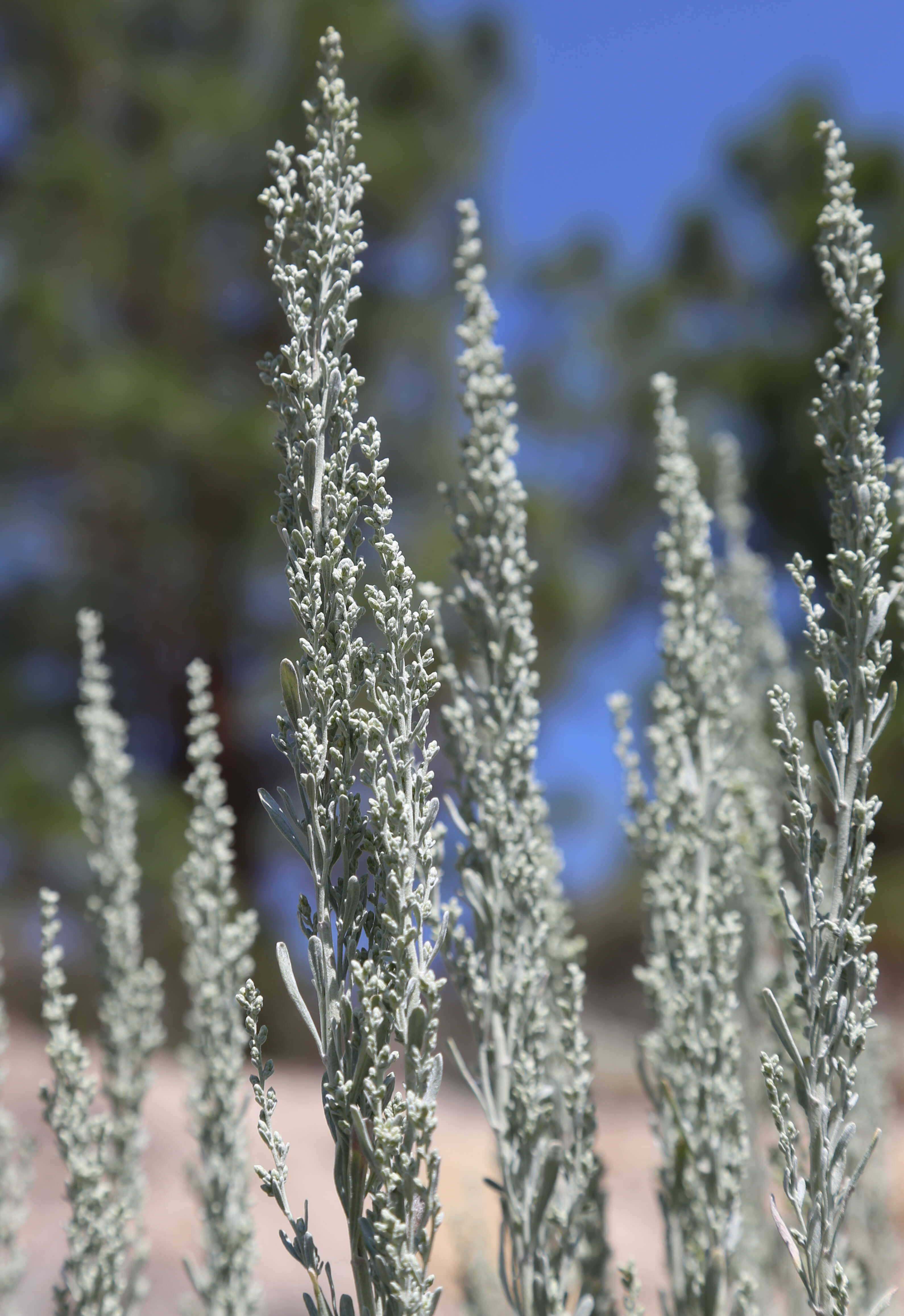 Imagem de Artemisia tridentata (Nutt.) W. A. Weber