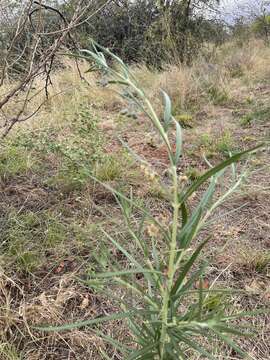 Image of Gomphocarpus tomentosus Burch.