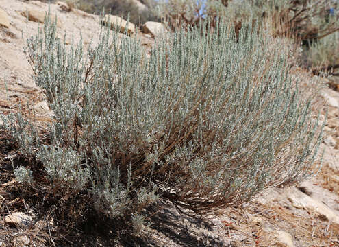 Imagem de Artemisia tridentata (Nutt.) W. A. Weber