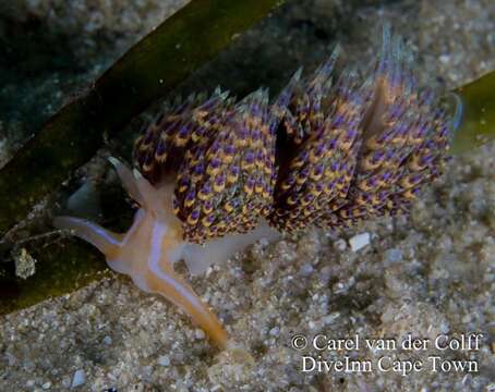 Image of four-colour nudibranch