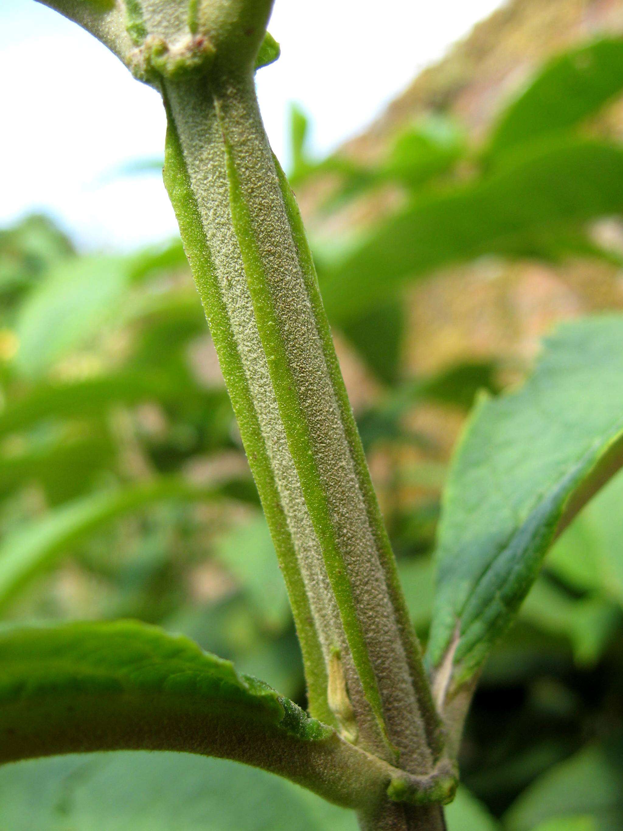 Image of Buddleja macrostachya Wall. ex Benth.