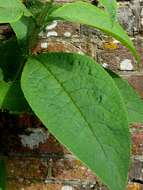 Image of Buddleja macrostachya Wall. ex Benth.