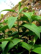 Image of Buddleja macrostachya Wall. ex Benth.