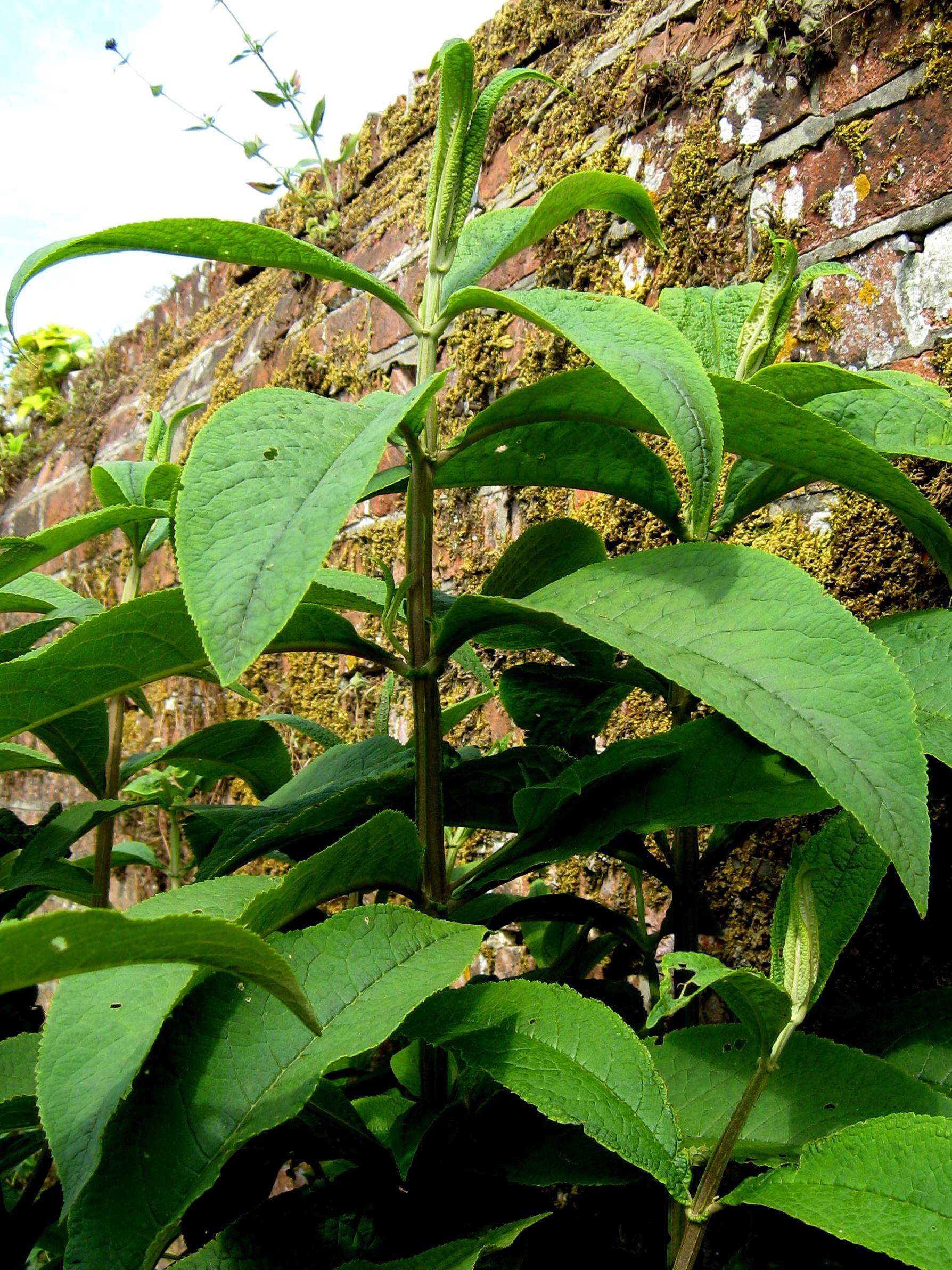 Image of Buddleja macrostachya Wall. ex Benth.