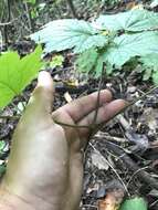 Image of Appalachian bugbane