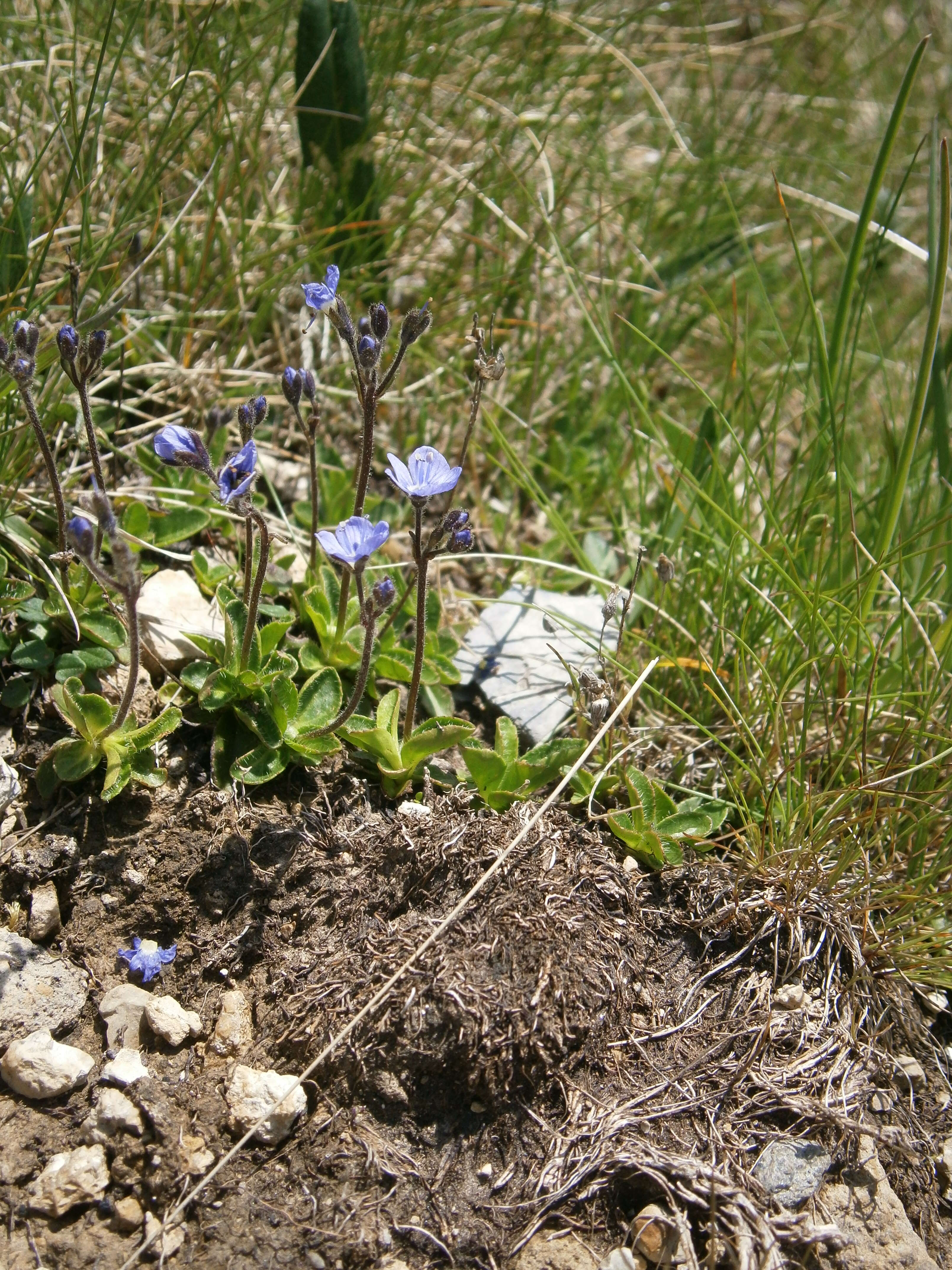 Image of leafless-stemmed speedwell