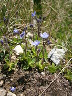 Image of leafless-stemmed speedwell