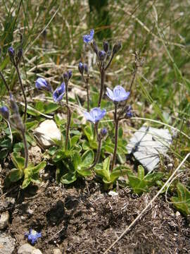 صورة Veronica aphylla L.