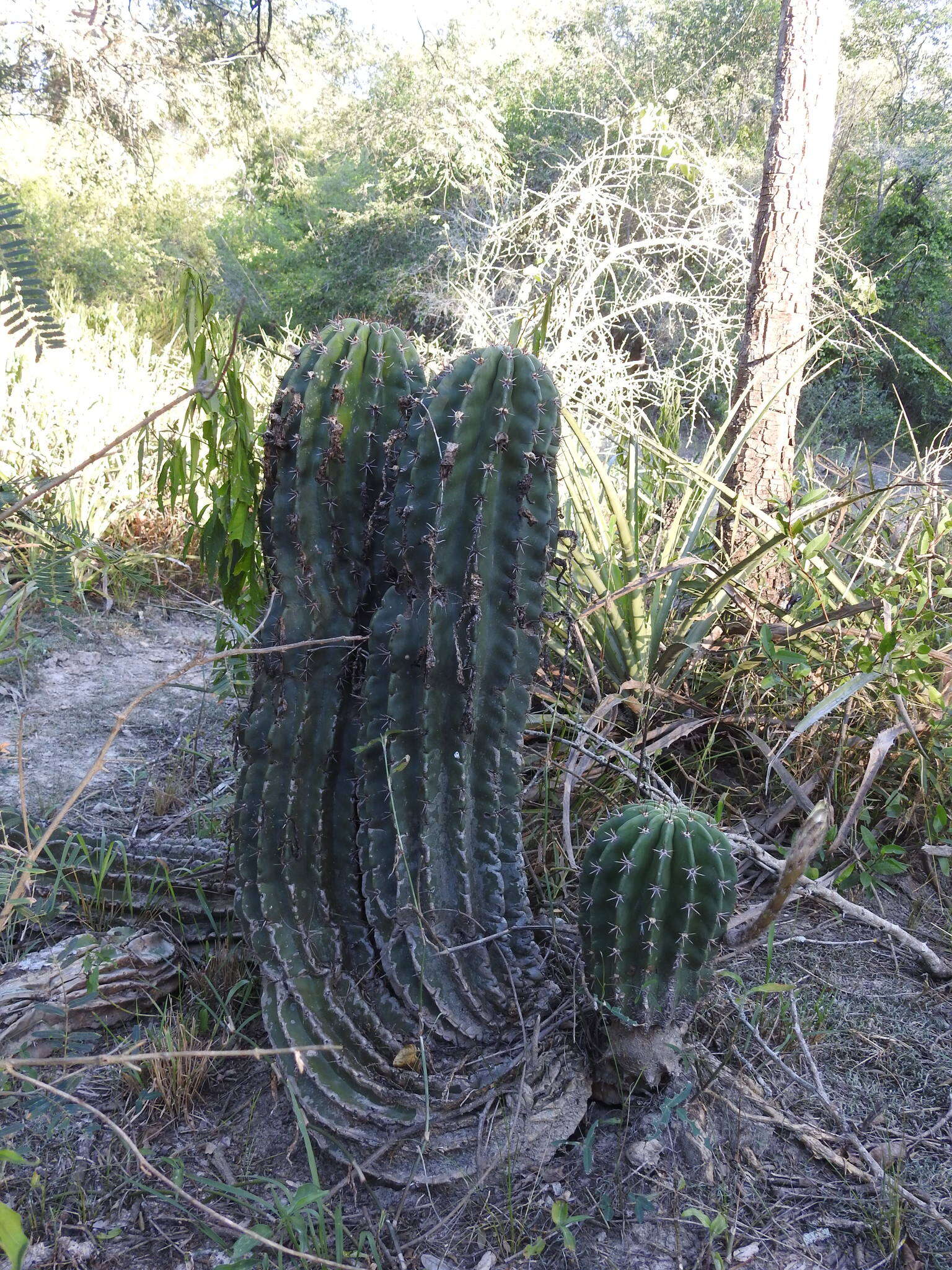 Image of Echinopsis rhodotricha K. Schum.