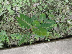 Image of Phyllanthus urinaria subsp. urinaria