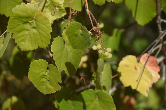 Image of California wild grape