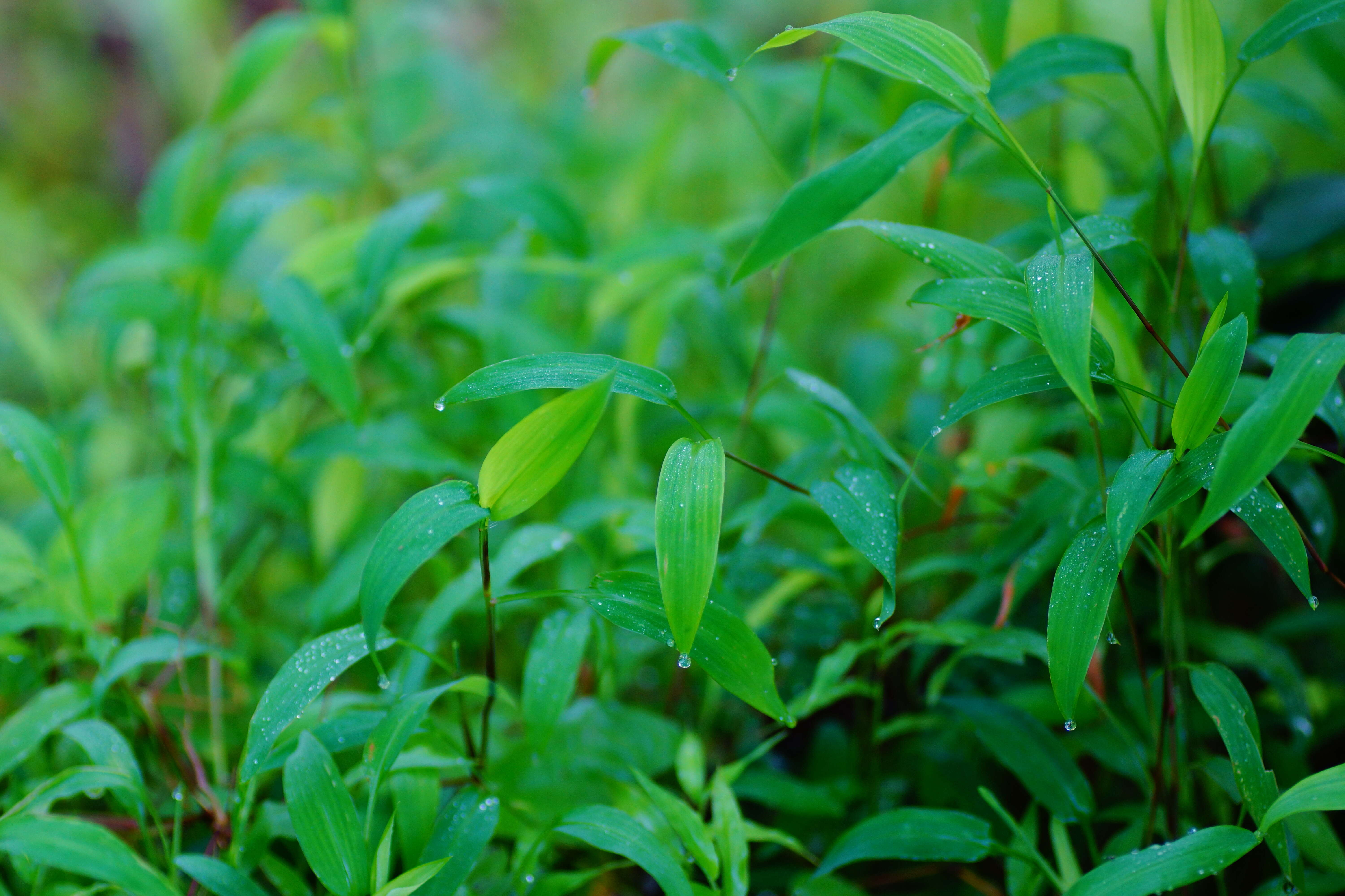 Image of East Indian bristlegrass