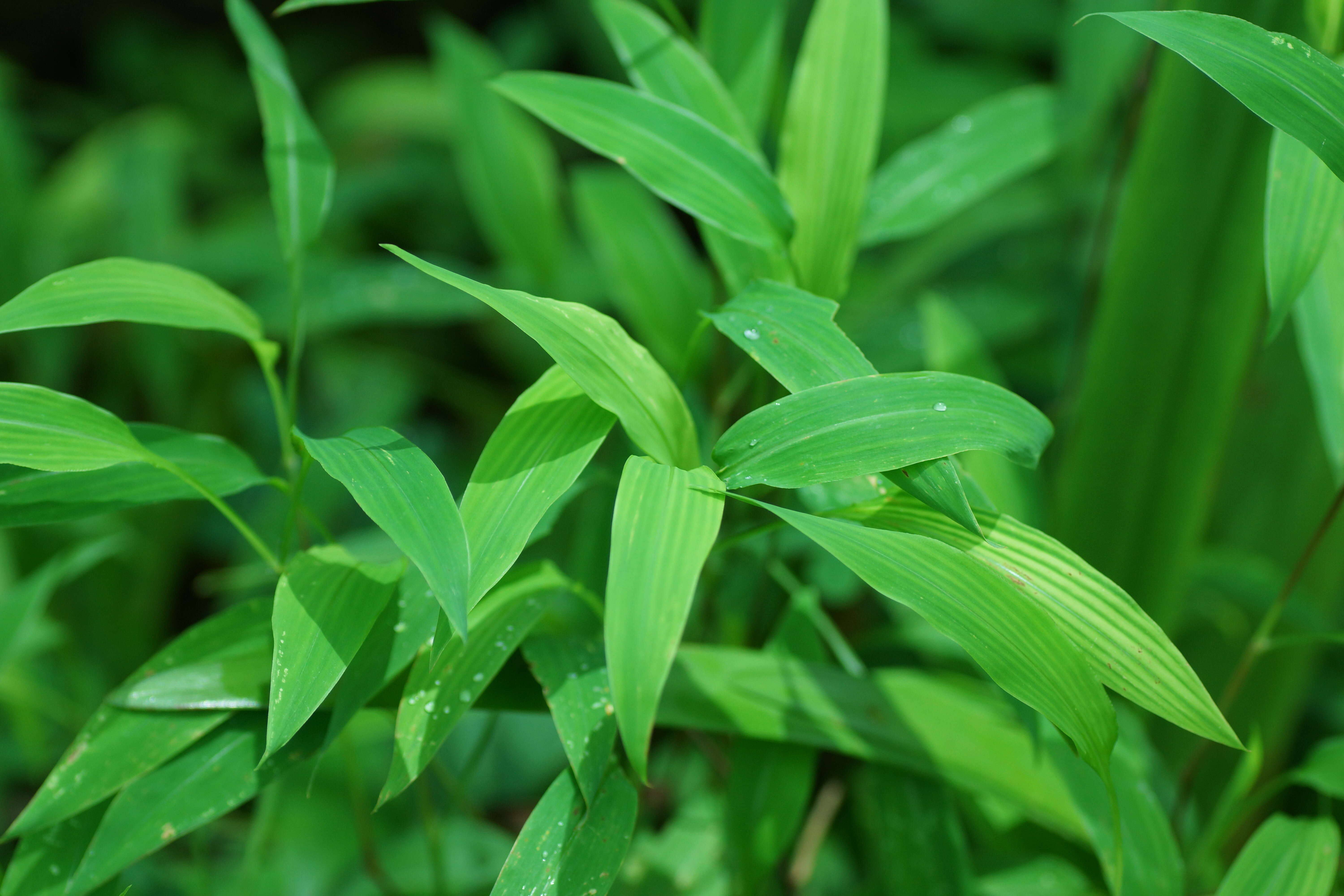 Image of East Indian bristlegrass