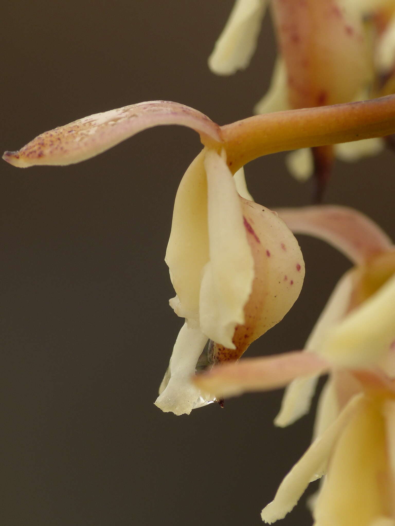 Image of Epidendrum mojandae Schltr.