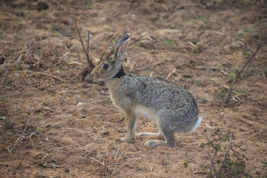 Imagem de Lepus nigricollis F. Cuvier 1823