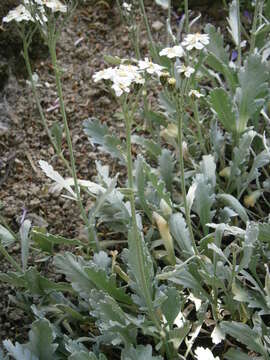 Achillea clavennae L. resmi